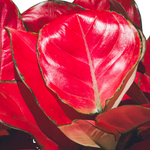 Aglaonema Red Valentine S: 14CM H-30Cm