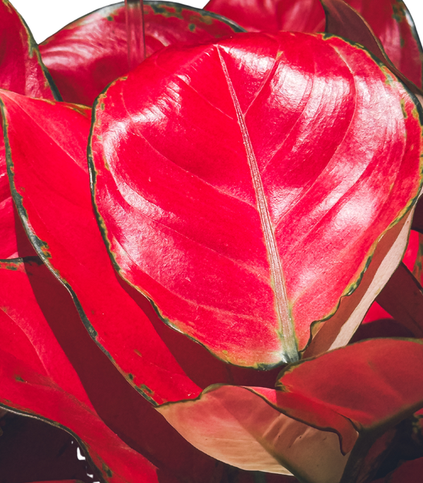 Aglaonema Red Valentine S: 14CM H-30Cm
