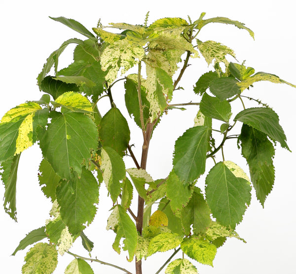 Acalypha اكاليفا