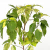 Acalypha اكاليفا