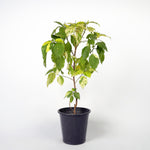 Acalypha اكاليفا