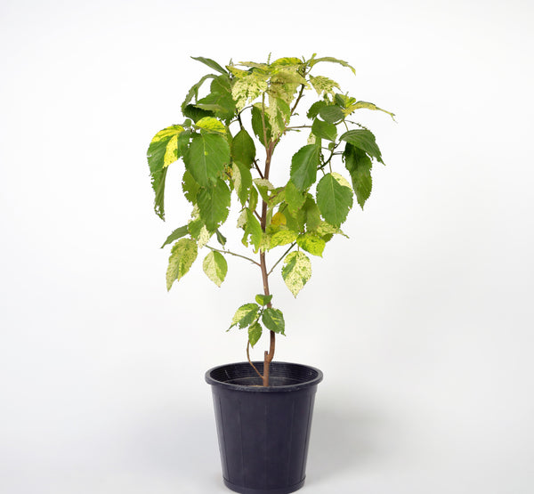 Acalypha اكاليفا