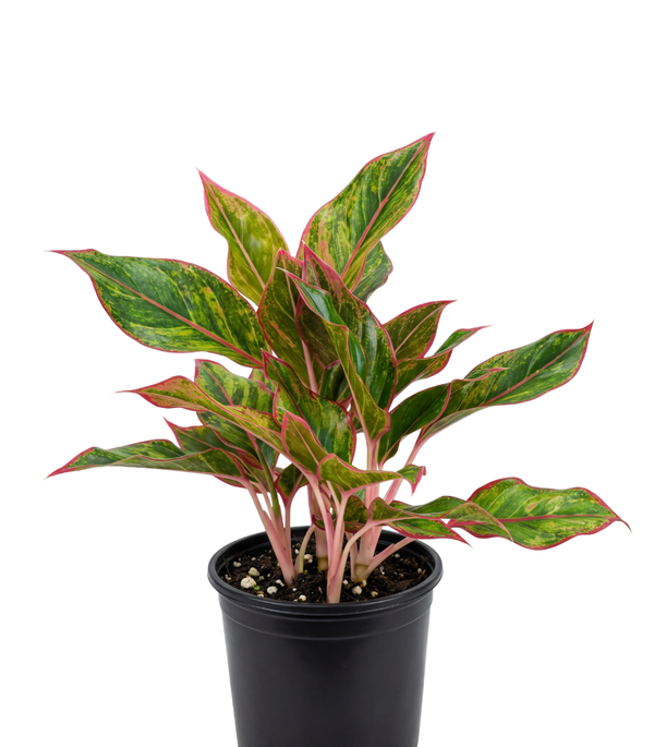Aglaonema Siam Arora H-30Cm