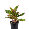 Aglaonema Siam Arora H-30Cm