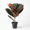 35  x 35 x 48cm  S-2 14x14x19 Elephant Leaf W-Plastic Pot(35x35x48CM)