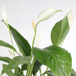 Spathiphyllum Bingocupzlo سباثيفيلوم  بينغوكوبزلو