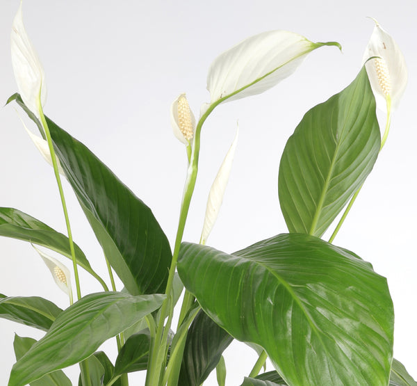 Spathiphyllum Bingocupzlo سباثيفيلوم  بينغوكوبزلو