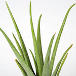 Aloe vera الوفيرا