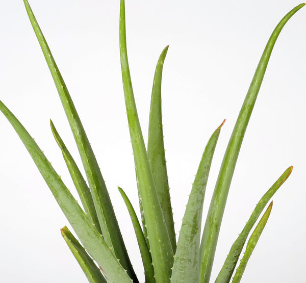 Aloe vera الوفيرا