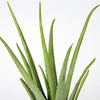 Aloe vera الوفيرا