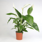 Spathiphyllum Bingocupzlo سباثيفيلوم  بينغوكوبزلو