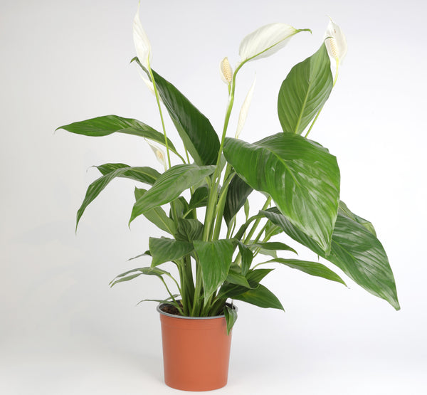 Spathiphyllum Bingocupzlo سباثيفيلوم  بينغوكوبزلو