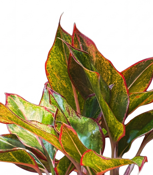 Aglaonema Siam Arora H-30Cm