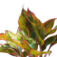 Aglaonema Siam Arora H-30Cm