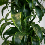 Dracaena fr. Janet