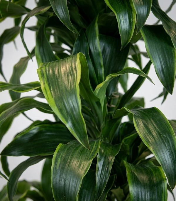 Dracaena fr. Janet