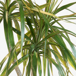 Dracaena Marginata