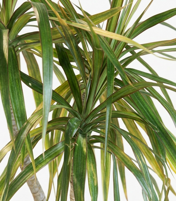Dracaena Marginata