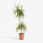 Dracaena Marginata