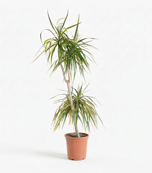 Dracaena Marginata