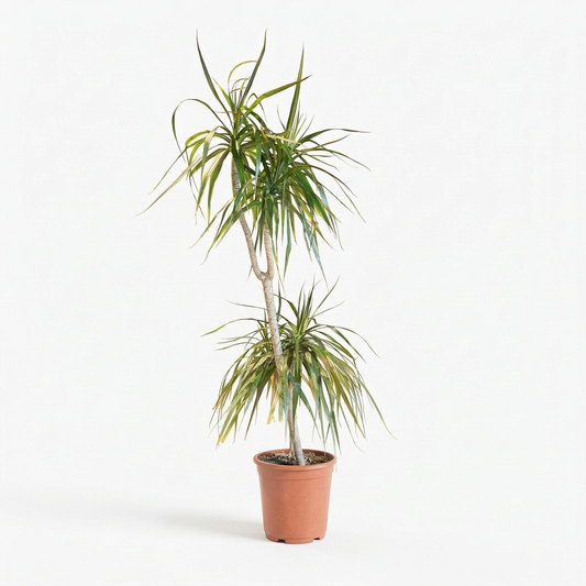 Dracaena Marginata