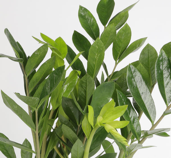 Zamioculcas Zamiifolia Lucky زاميوكولكاس زامييفوليا لاكي