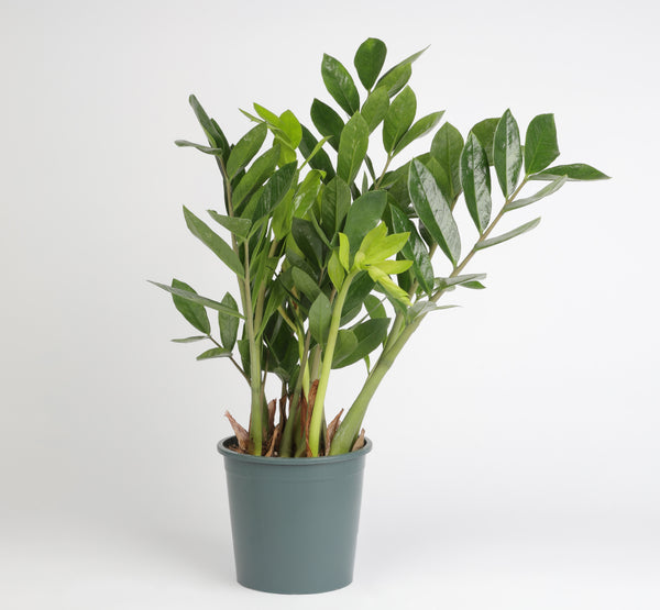 Zamioculcas Zamiifolia Lucky زاميوكولكاس زامييفوليا لاكي