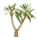 Pachypodium