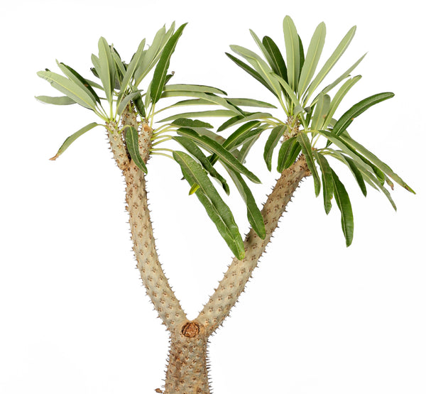 Pachypodium