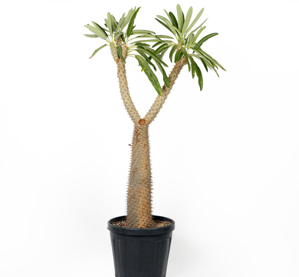 Pachypodium