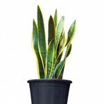Sansevieria Yellow