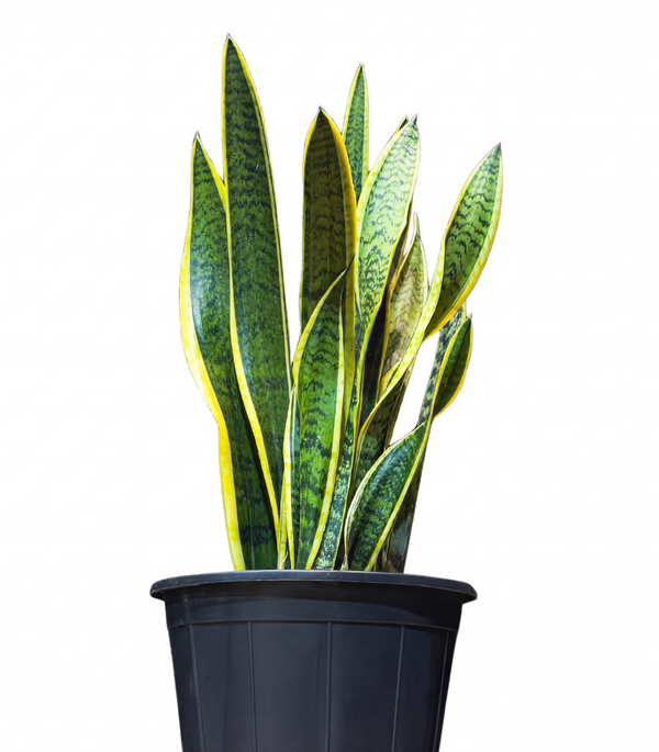 Sansevieria Yellow