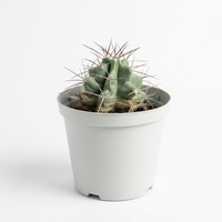 Ferocactus townsendianus 5 cm pots -9 cms height