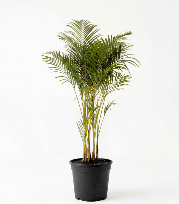 Areca Dypsis Lutescens