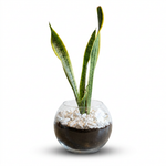 Sansevieria Elegance