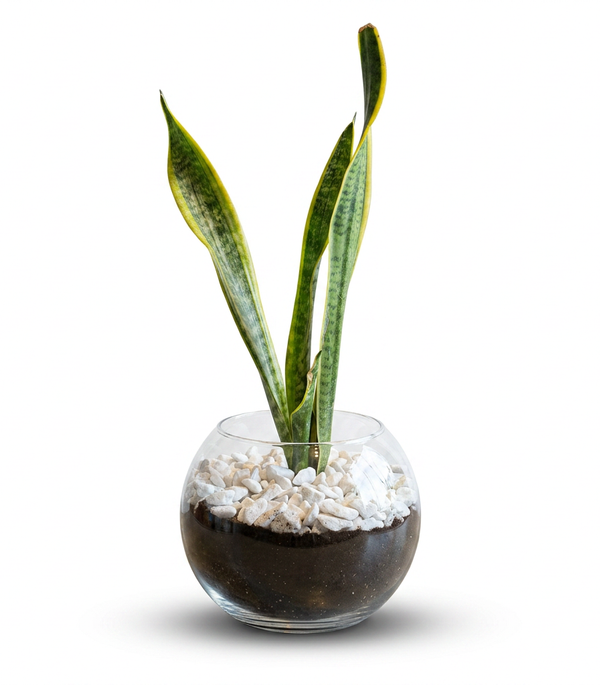 Sansevieria Elegance