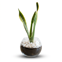 Sansevieria Elegance