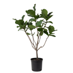 Ficus Lyrata Multi Head  40CM pot  - 180Cm height