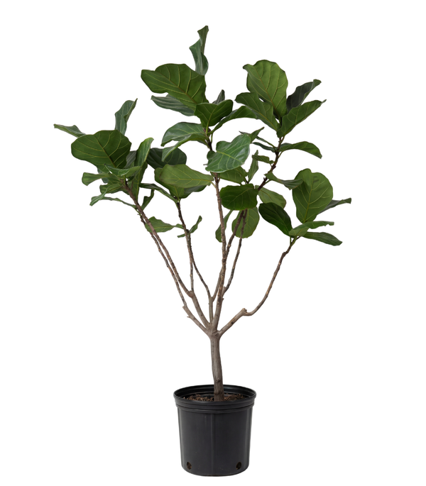 Ficus Lyrata Multi Head  40CM pot  - 180Cm height