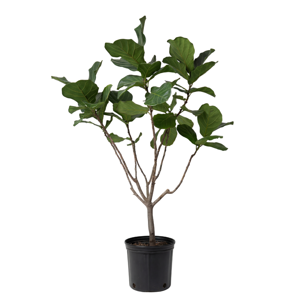 Ficus Lyrata Multi Head  40CM pot  - 180Cm height