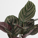 Calathea Sanderiana كالاثيا سانديريانا