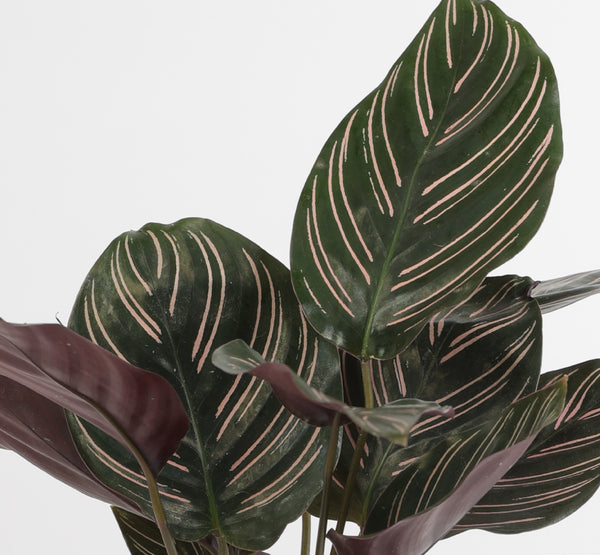 Calathea Sanderiana كالاثيا سانديريانا