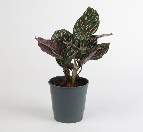 Calathea Sanderiana كالاثيا سانديريانا