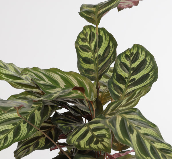 Calathea Makoyana كالاثيا ماكويانا