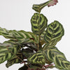 Calathea Makoyana كالاثيا ماكويانا