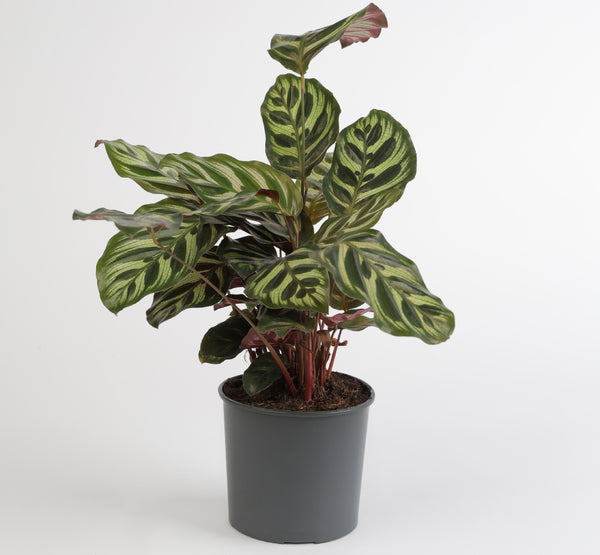 Calathea Makoyana كالاثيا ماكويانا