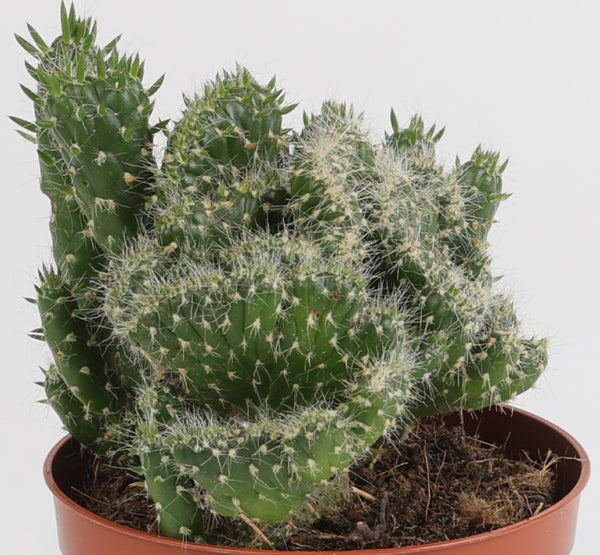 Opuntia Cylindrica Cristata Cactus صبار الأوبونتيا