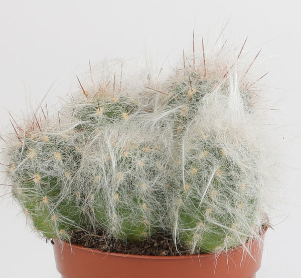 Old man Cactus صبار الرجل العجوز