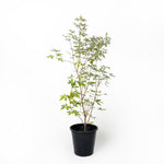 Vitex green كف مريم اخضر