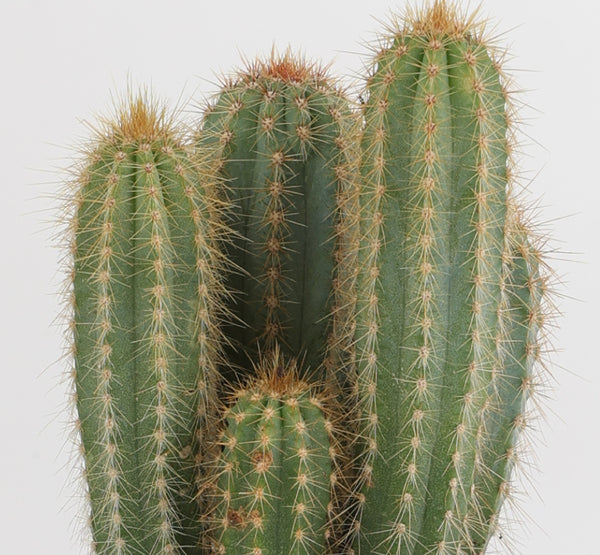 Hairbrush Cactus  صبار الباكي